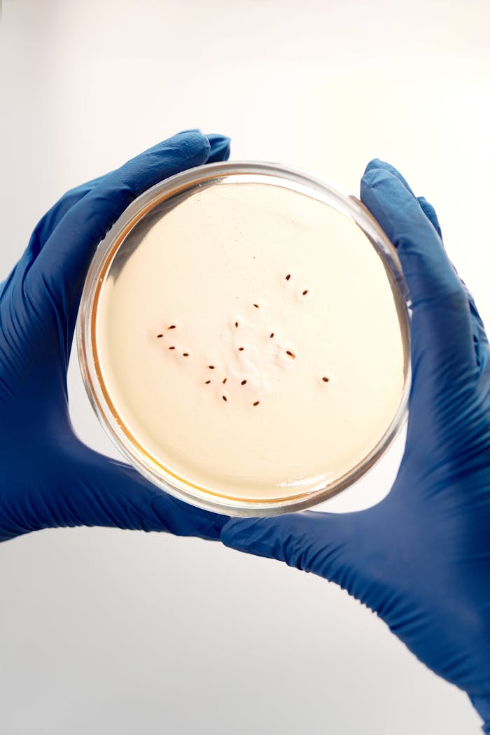 Lab technician holds petri dish displaying bacterial growth in a sterile lab environment.